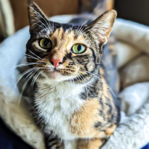Cat Co-Pay