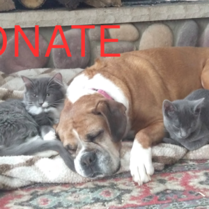 Donation